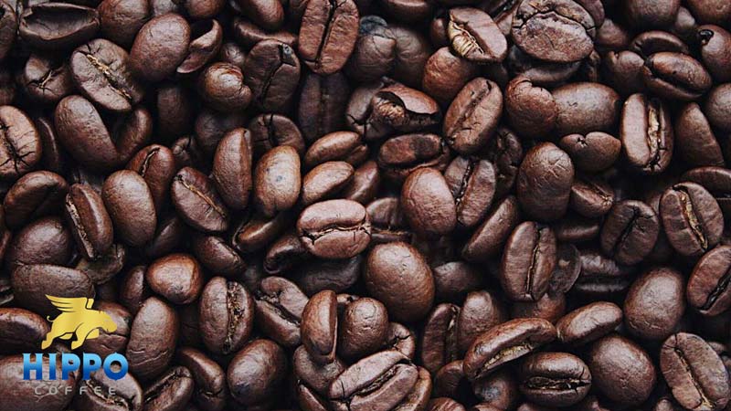انواع قهوه و انواع دانه های قهوه
